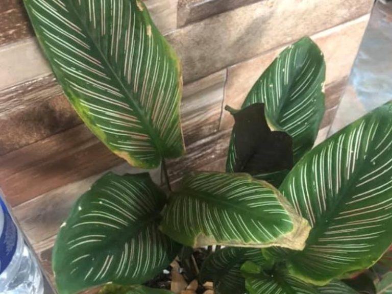 Calathea Brown Edges and Tips – Causes and Fixes