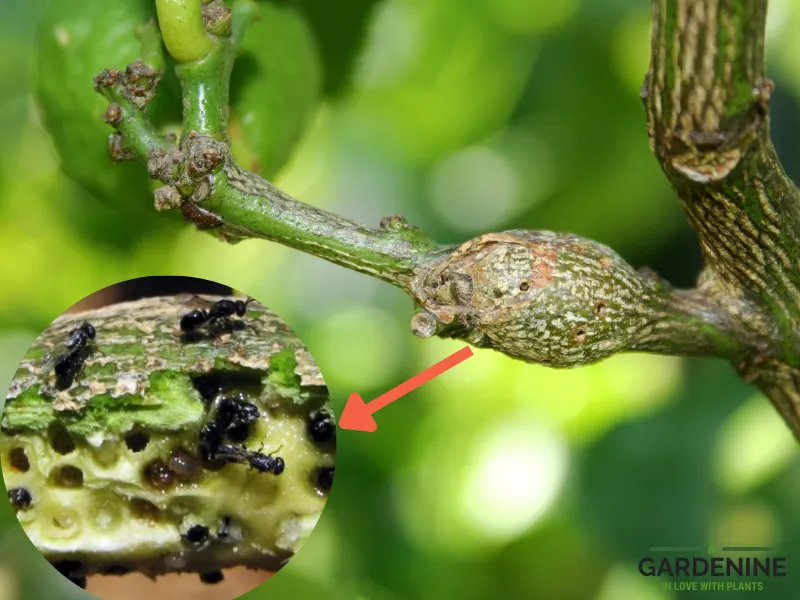 Gall wasp node on lemon tree