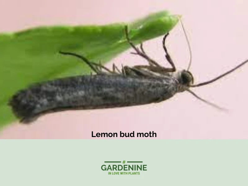 Lemon bud moth