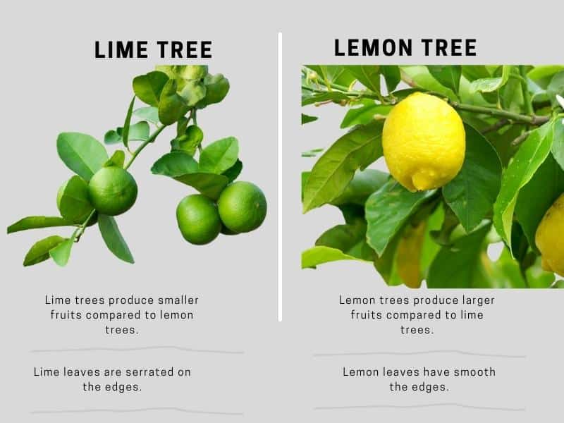 Lemon tree vs lime tree - differences