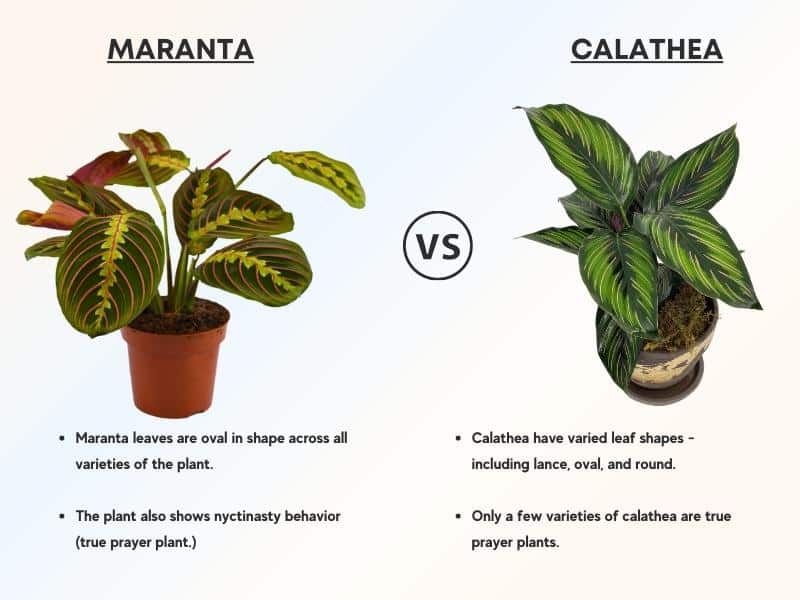 Maranta vs Calathea Prayer Plant