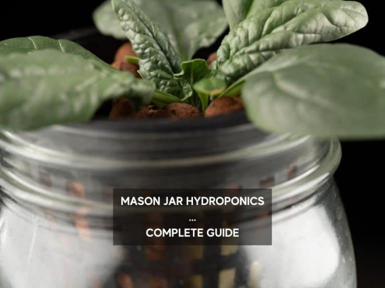 Mason Jar Hydroponics