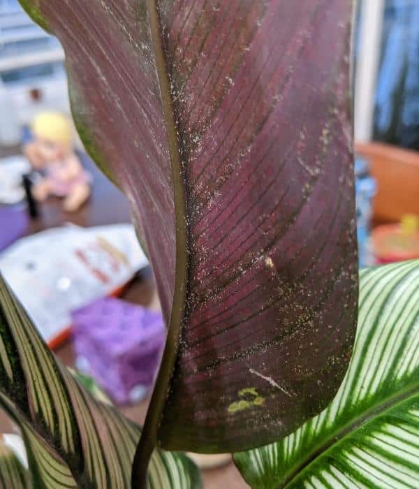 How to Get Rid of Spider Mites on Calathea (Prayer Plant)