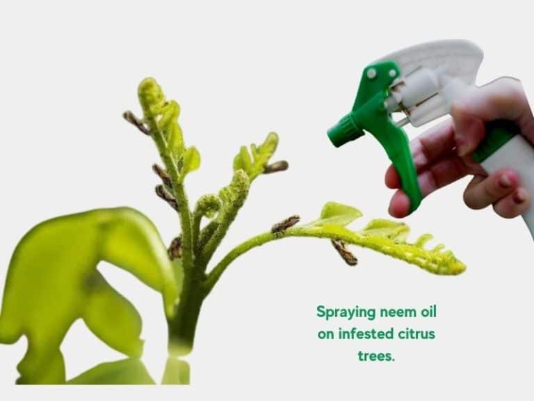 Spraying neem oil on citrus trees