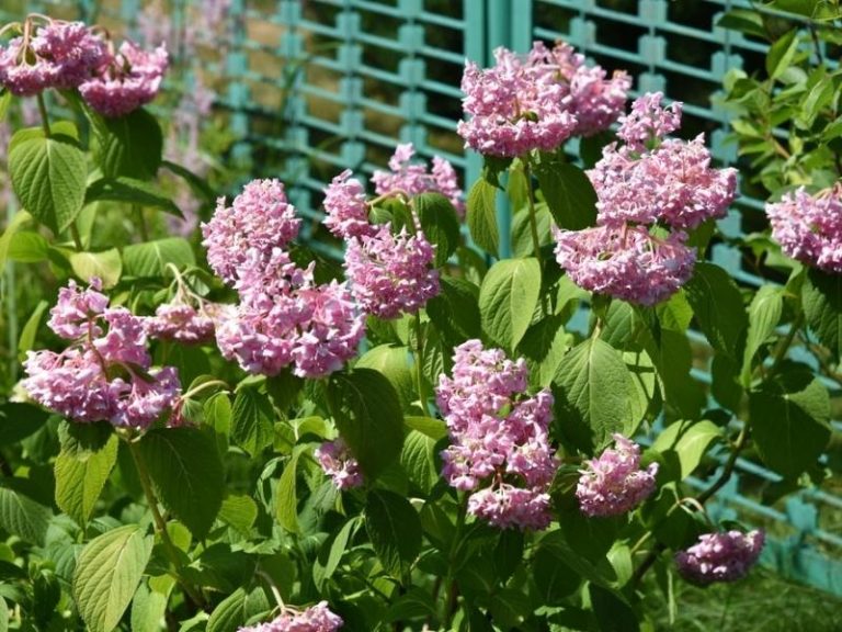 How to Revive Drooping Hydrangea Leaves, Flowers and Stems