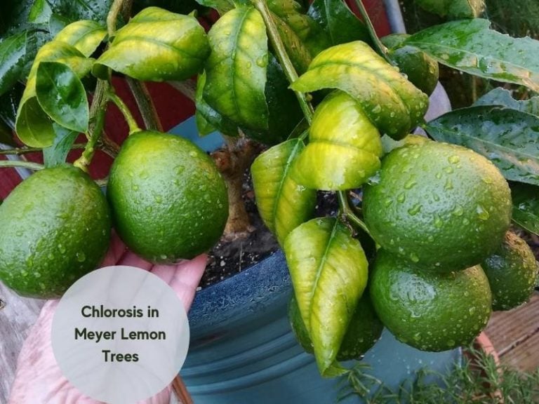 Meyer Lemon Tree Problems and Solutions