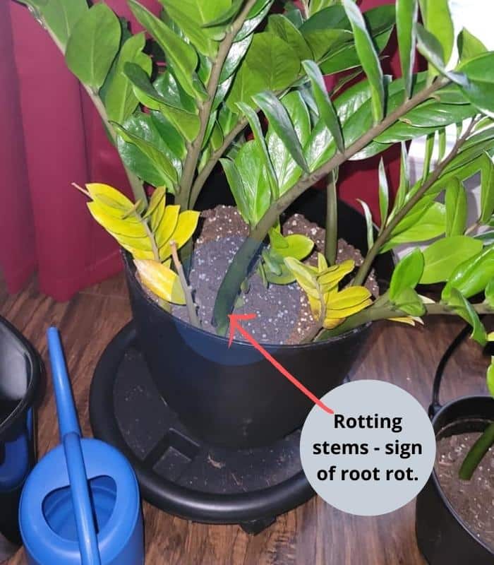 Overwatered zz plant suffering from root rot