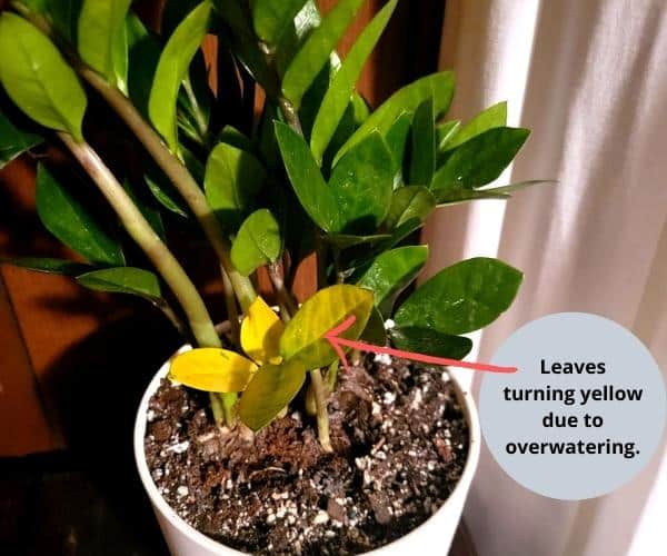 Overwatered ZZ Plant: Signs + How to Save the Plant