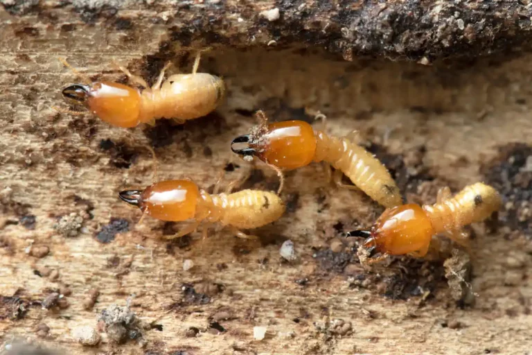 How to Treat Termites in Mulch (Plus Termite Resistant Mulch Options)