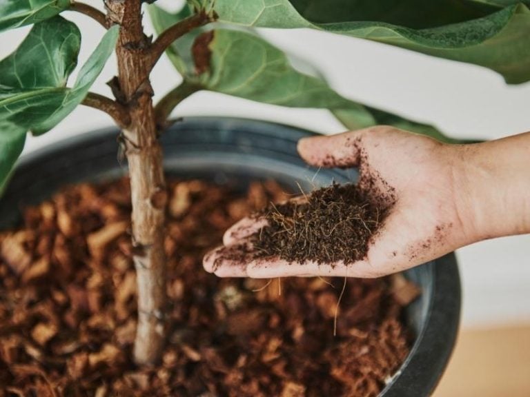 Best Soil for Fiddle Leaf Figs