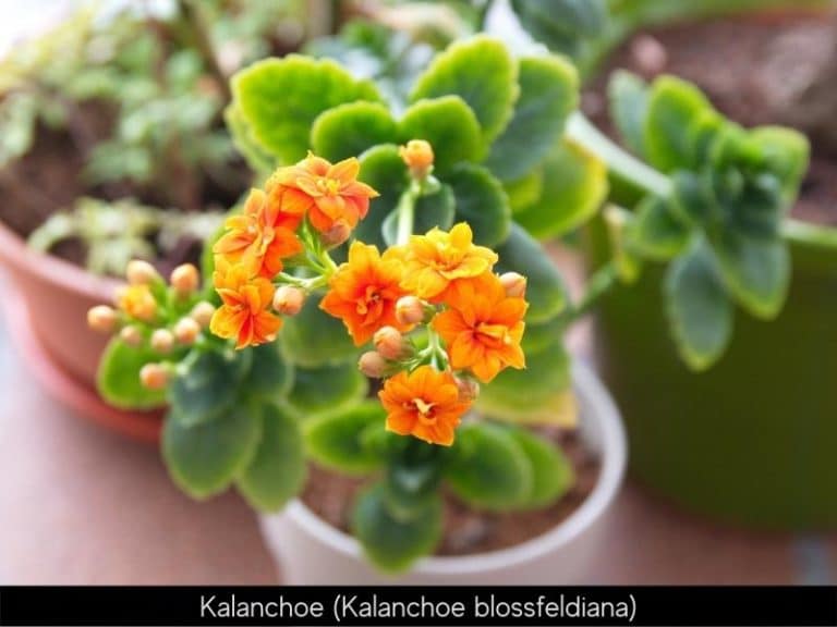 Kalanchoe best west-facing window plant