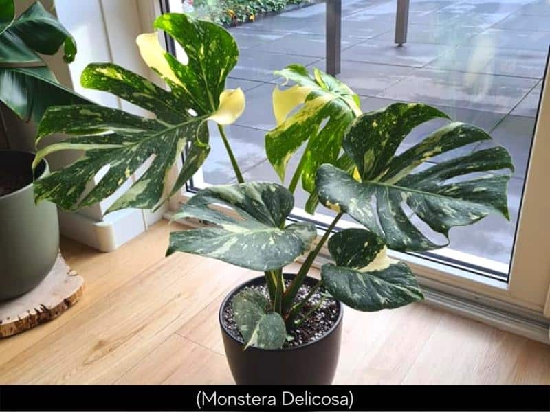 Monstera Delicosa for west facing windows