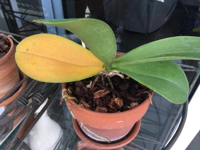 Orchid Leaves Turning Yellow: Causes + How to Save the Plant