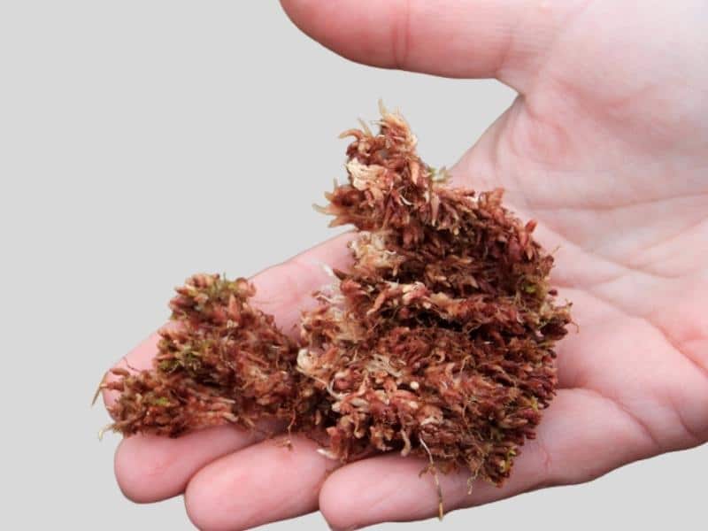 Peat moss vs sphagnum - what's the difference