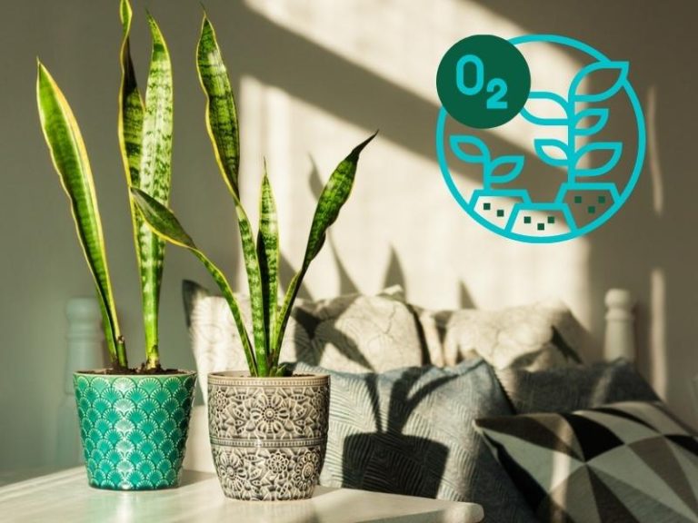8 Benefits of Snake Plants in Your Home and Bedroom