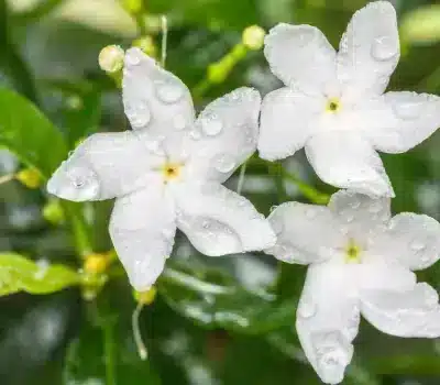 Asiatic jasmine