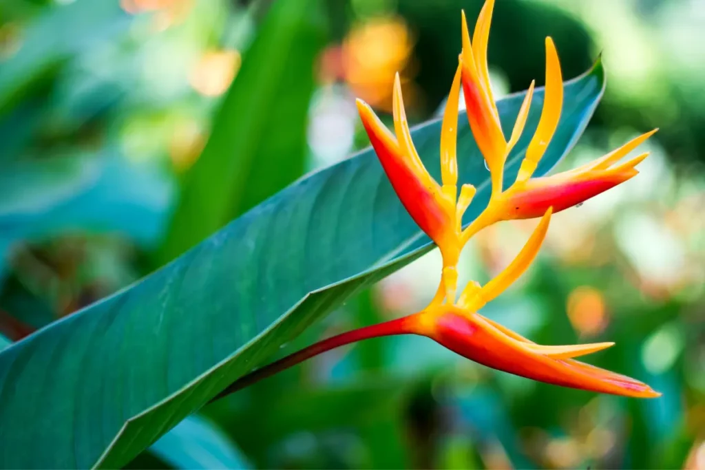 Bird of Paradise Plant in bloom