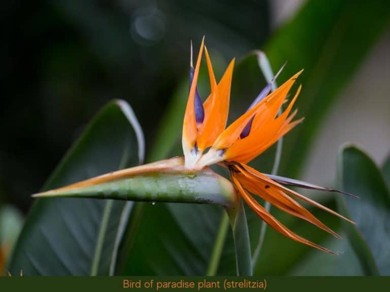 Bird of Paradise Care – Watering, Pruning, Light & More
