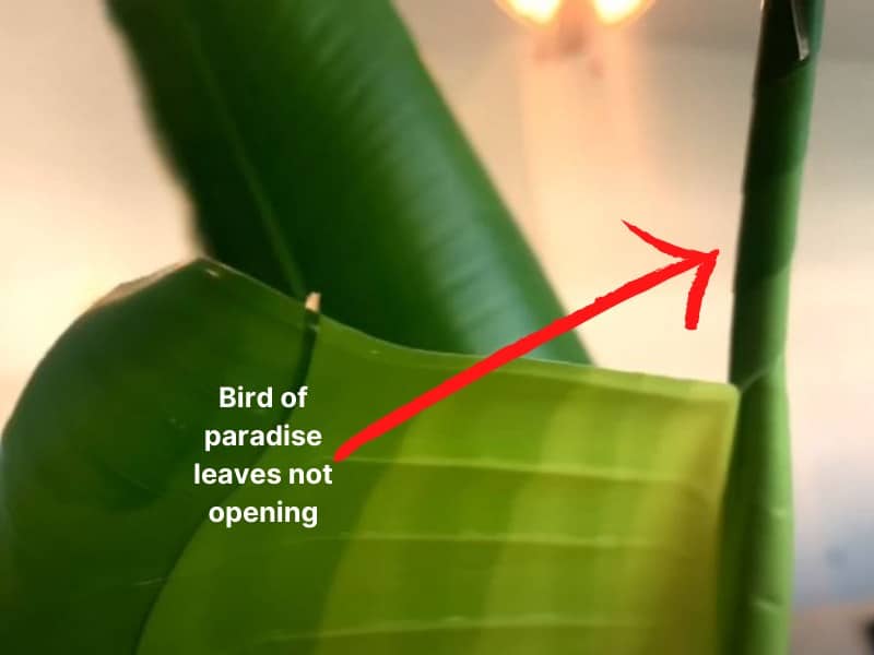 Bird of paradise leaves not opening