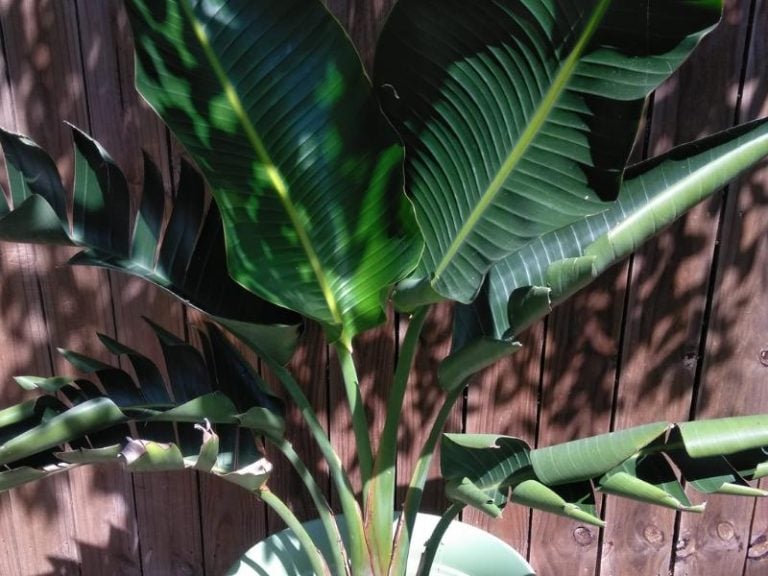Bird of Paradise Leaves Splitting: Reasons + What to Do