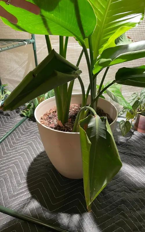 Fix curling leaves in bird of paradise plants