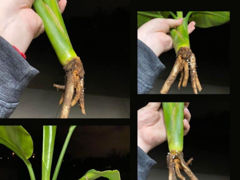 Bird of Paradise Root Rot Causes, Signs + Treatment