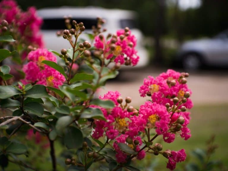 Why Crape Myrtle Won’t Bloom + How to Make it Flower