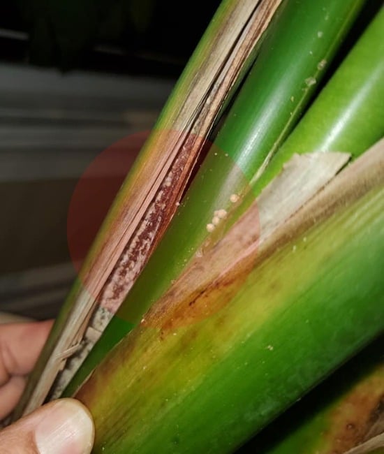 How to Get Rid of Mealybugs on Birds of Paradise