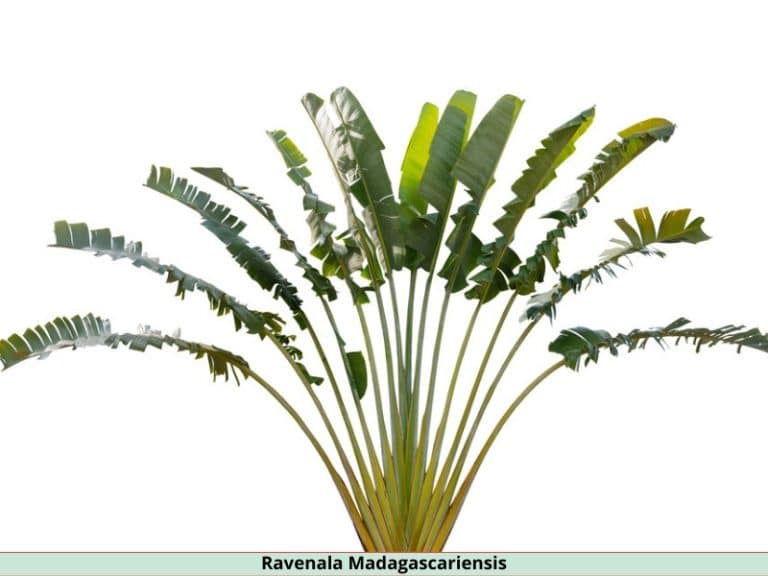 Plants That Look Like Bird of Paradise