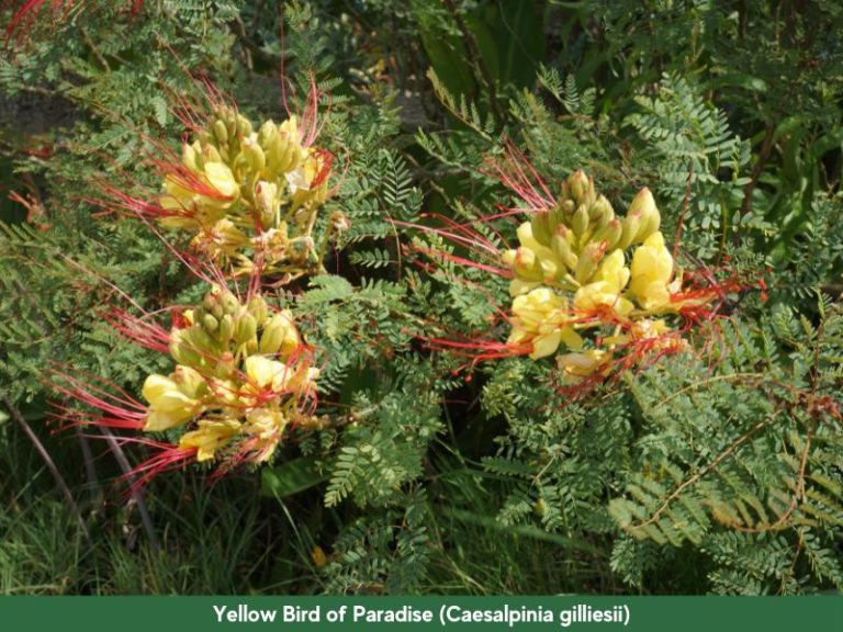 Yellow Bird of Paradise (Caesalpinia gilliesii) Care Guide