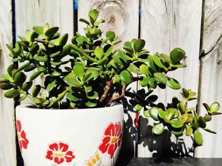 Jade Plant Care – Water, Light, Problems & More