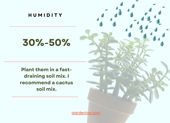 Jade plant humidity requirements