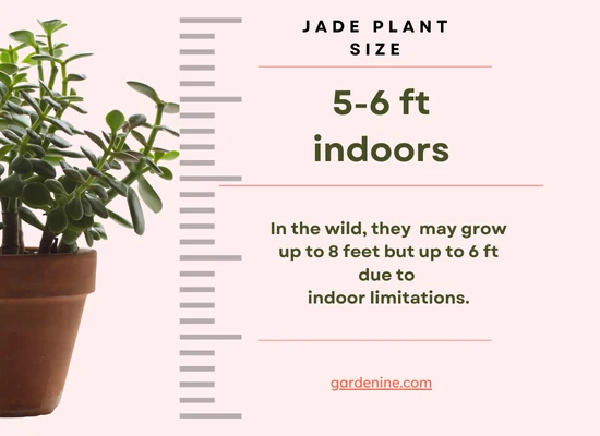 Jade plant size