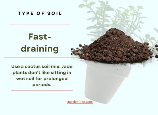 Jade plant soil type