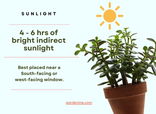 Jade plant sunlight requirements - Infographic