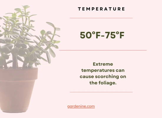 Jade plant temperature requirements
