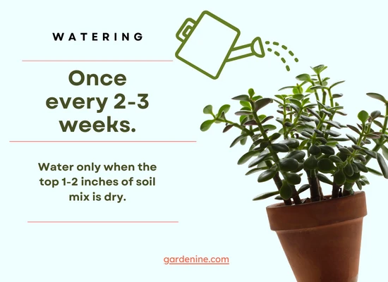 Jade plant water requirements