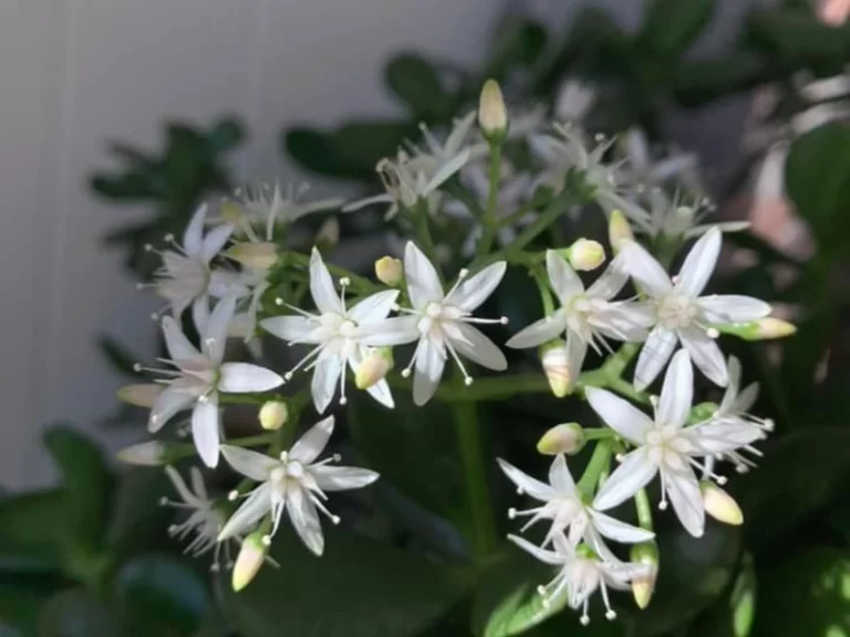 When and How Often Does Jade Plant Bloom?