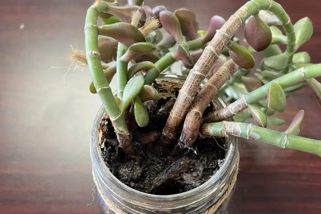 Limp jade plant from overwatering