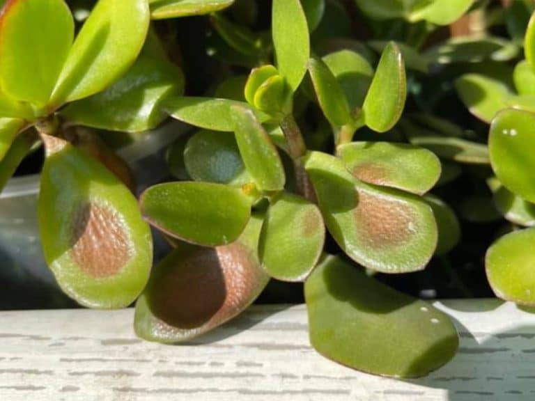 Sunburned Jade Plant: Signs + How to Recover the Plant