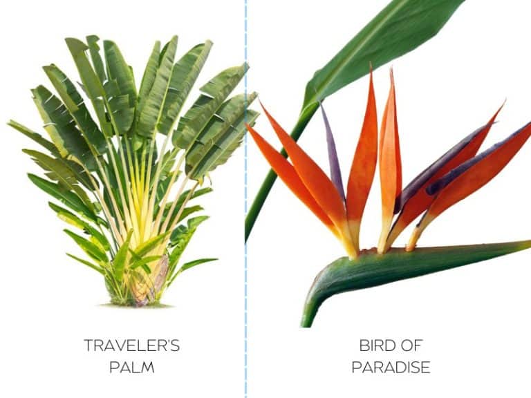 Traveler's Palm vs Bird of Paradise