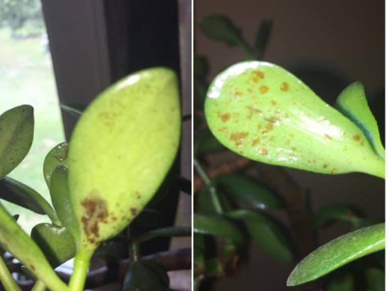 Brown Spots on Jade Plant: Causes + Fixes