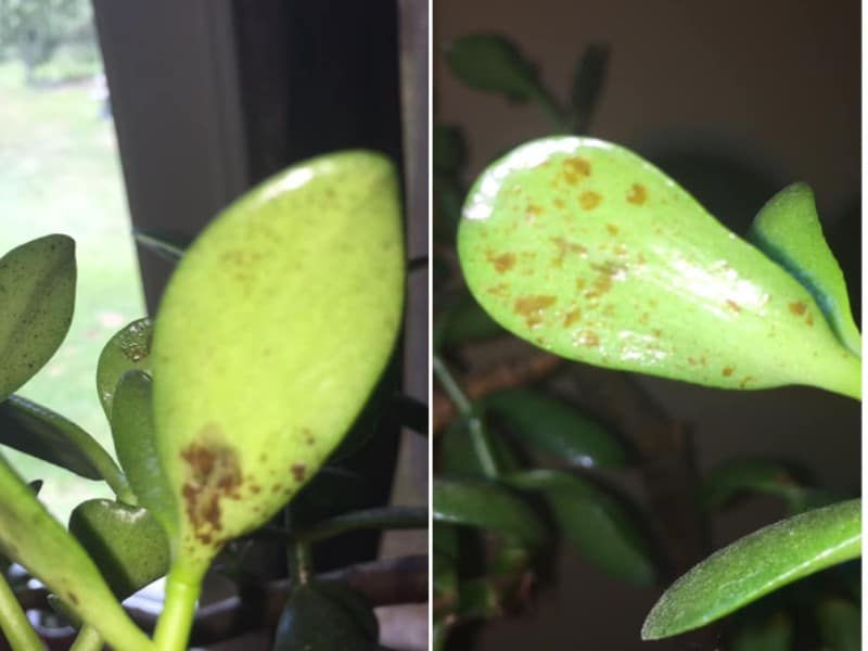 Brown spots on jade plants