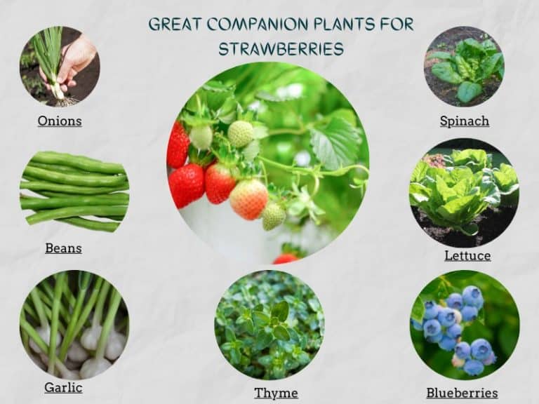 11 Companion Plants for Strawberries