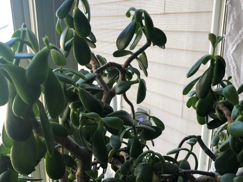 Drooping Jade Plant