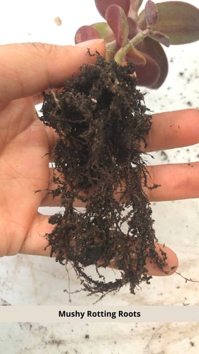 Root rot in jade plants