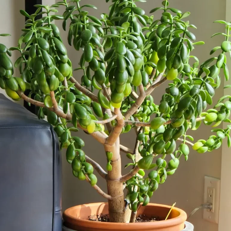 Root rot signs in jade plants