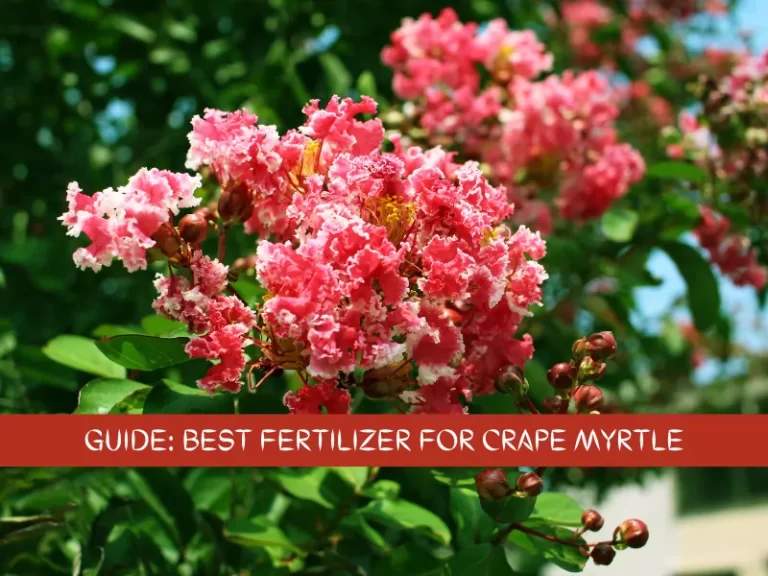 Crape Myrtles need fertilizer to bloom
