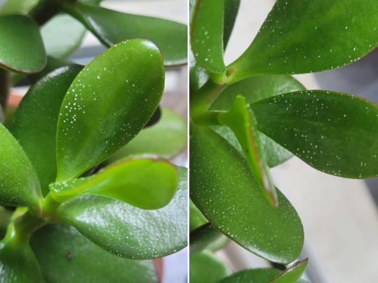 How to Get Rid of White Spots on Jade Plant