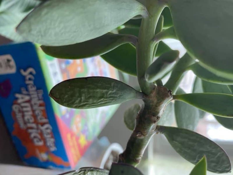 Wrinkled Jade Plant